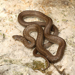 Image showing smooth snake basking on a stone