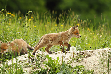 Image showing wild red fox puppy