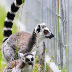 Image showing ring tailed lemur family