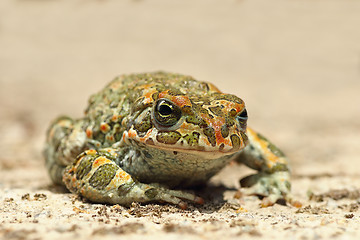 Image showing cute european green toad