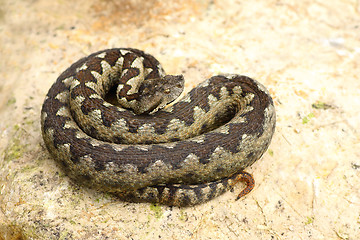 Image showing sand viper basking on a rock