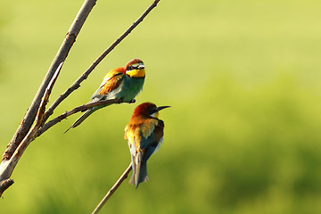 Image showing couple of european bee eaters