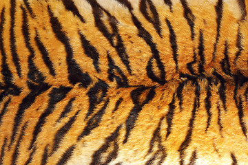 Image showing detail of tiger stripes on leather