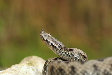 Image showing dangerous snake ready to attack