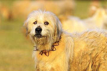 Image showing angry sheep dog