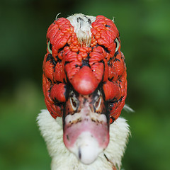 Image showing abstract portrait of muscovy duck