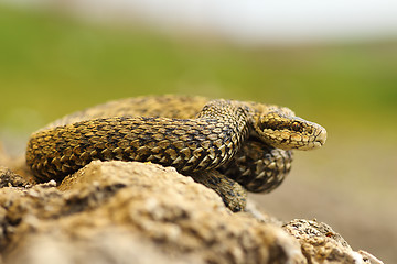 Image showing meadow viper basking in sittu