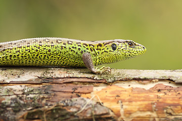 Image showing Lacerta agilis basking on wood stump