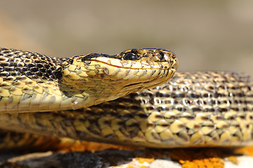 Image showing blotched snake macro image