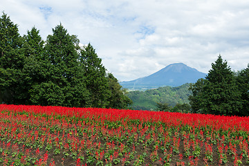 Image showing Red Salvia farm and mountain