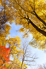 Image showing Maple tree in autumn season