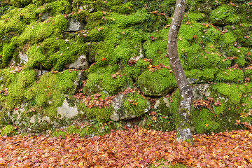 Image showing Rock and stone wall with maple tree