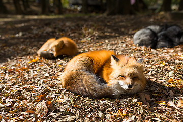 Image showing Red fox sleeping at outdoor