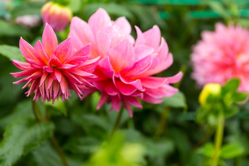 Image showing Chrysanthemum