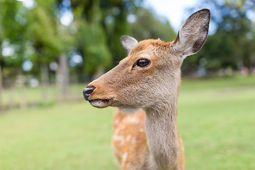 Image showing Close up of deer