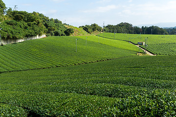 Image showing Green Tea plantation