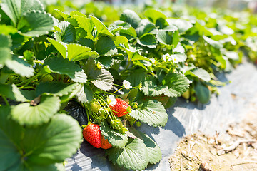 Image showing Green Fresh Strawberry field 