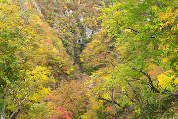 Image showing Leaves turning color in autumn in Naruko Gorge