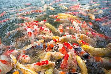 Image showing Feeding Koi fish in the park