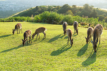 Image showing Deer in Mount Wakakusa and eating grass