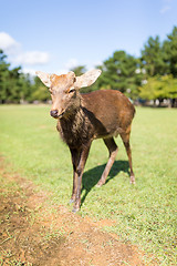 Image showing Wild deer at park