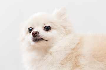 Image showing White Pomeranian dog over white background