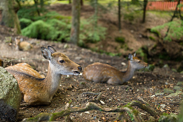 Image showing Deer resting at park