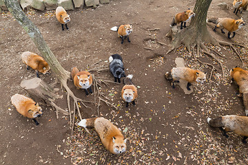 Image showing Fox village in Japan