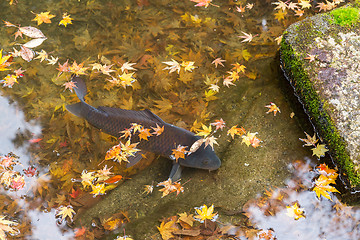 Image showing Koi fish in pond with maple tree