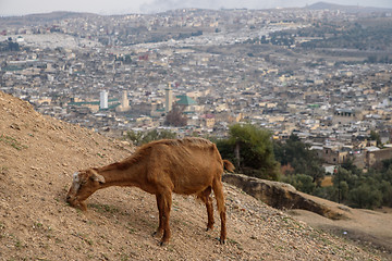 Image showing Goat and a Fez panorama, Morocco, North Africa