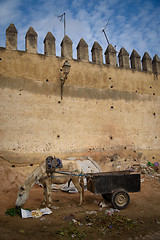 Image showing Donkey in Fez, Morocco.
