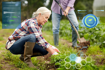 Image showing senior couple working in garden or at summer farm