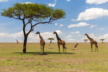 Image showing giraffes in savannah at africa