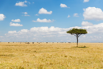 Image showing tree and herd of animals in savannah at africa