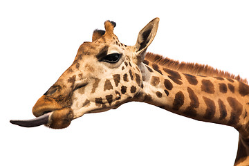 Image showing giraffe showing tongue