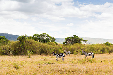 Image showing herd of zebras grazing in savannah at africa