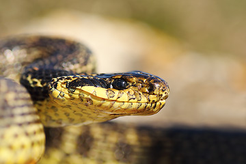 Image showing close up of blotched snake head