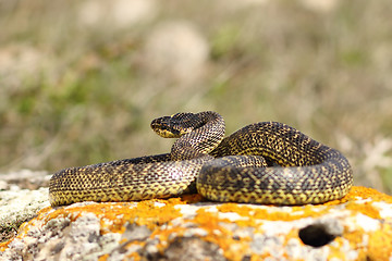 Image showing full length blotched snake