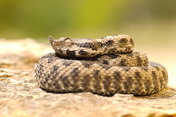 Image showing young viper basking on stone