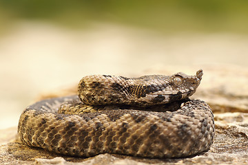 Image showing poisonous snake youngster basking on stone