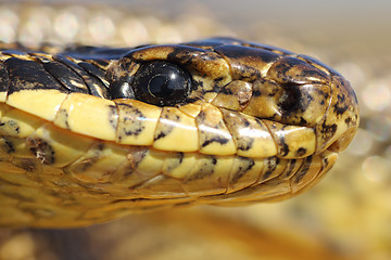 Image showing extreme macro portrait of blotched snake