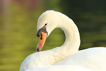 Image showing portrait of graceful white swan