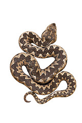 Image showing isolated nosed viper
