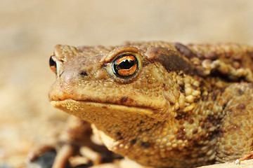 Image showing macro portrait of ugly brown toad