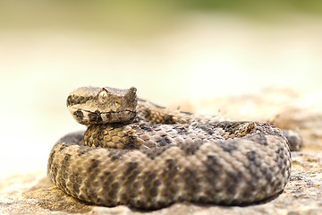 Image showing aggressive nose horned viper ready to strike