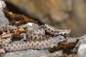 Image showing nose horned viper in natural habitat