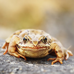 Image showing common brown frog macro image