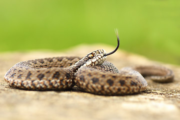 Image showing aggressive juvenile meadow viper