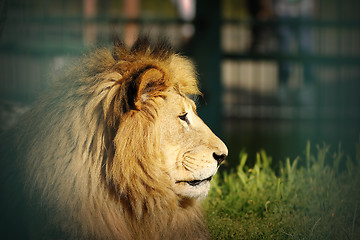 Image showing portrait of old lion