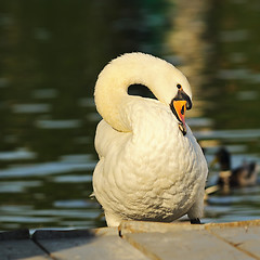 Image showing closeup of mute swan in the park